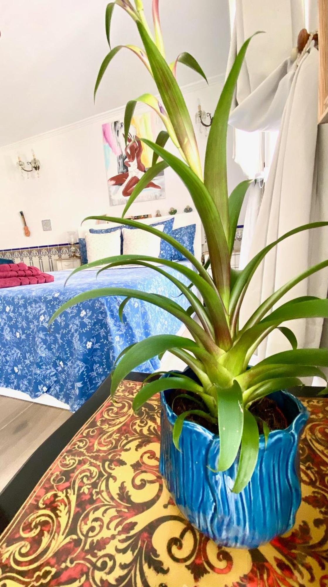 Zenit Olhao Bed & Breakfast Экстерьер фото